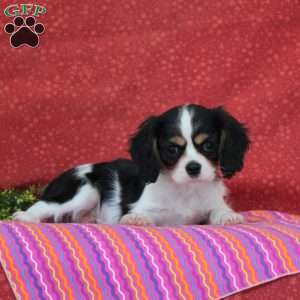 Pistachio, Cavalier King Charles Spaniel Puppy